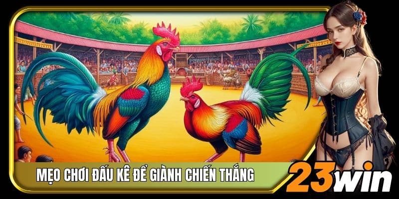 Những mẹo chơi đấu kê để giành chiến thắng mỗi ngày