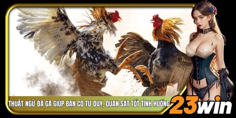 Thuật ngữ đá gà giúp bạn có tư duy, quan sát tốt tình huống