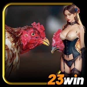 Trận Gà 24 Tỉ - Sự Thật Phía Sau Cuộc Chơi Bạc Tỉ Nổi Tiếng