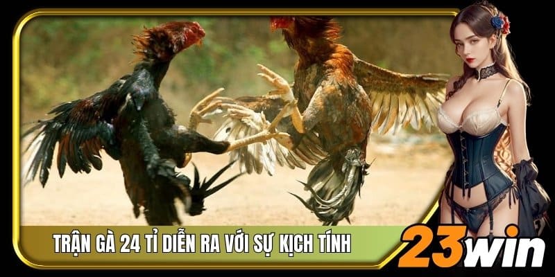 Trận gà 24 tỉ diễn ra với sự kịch tính trong từng giây