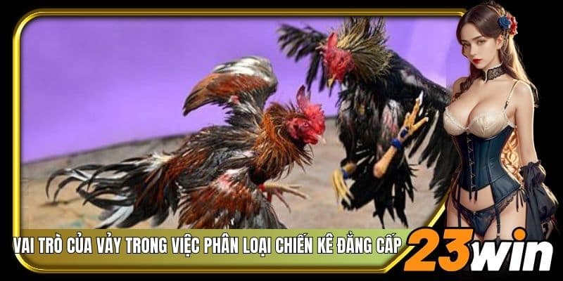 Vai trò của vảy trong việc phân loại chiến kê đẳng cấp